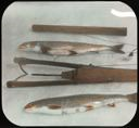 Image of Trout and Spear